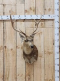 Axid Deer Shoulder Mount Taxidermy