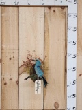 European Roller Bird Taxidermy