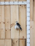 Black Winged Kite Bird Taxidermy