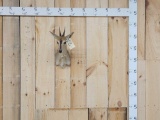 African Bush Duiker Shoulder Mount Taxidermy