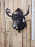 Yak Shoulder Mount Taxidermy