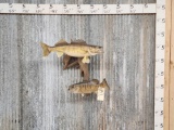 Walleye & Small Mouth Bass Real Skin Fish Taxidermy