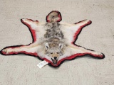 Coyote Rug Taxidermy