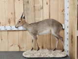 African Duiker Full Body Taxidermy Mount