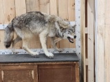 Alaskan Wolf Full Body Taxidermy Mount