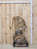 Mountain Lion Cougar Full Body Taxidermy Mount