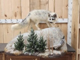 Marble Fox Full Body Taxidermy Mount