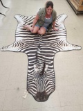 Big African Burchells Zebra Rug Taxidermy