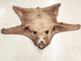 Cinnamon Phase Black Bear Rug Taxidermy