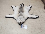 Alaskan Wolf Rug Taxidermy
