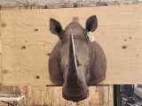 Reproduction African Rhinoceros Shoulder Mount Taxidermy