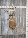 Trophy Class Whitetail Shoulder Mount Taxidermy