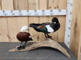 Pair Of Australian Shelducks Bird Taxidermy