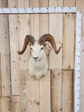 Alaskan Dall Sheep Shoulder Mount Taxidermy