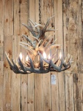 Beautiful Whitetail Antler Chandelier