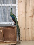 Beautiful Java Green Peacock Full Body Bird Taxidermy