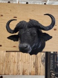 African Cape Buffalo Shoulder Mount Taxidermy