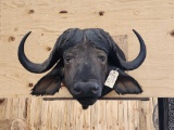 African Cape Buffalo Shoulder Mount Taxidermy