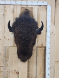American Bison Buffalo Shoulder Mount Taxidermy