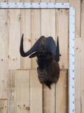 African Black Wildebeest Shoulder Mount Taxidermy