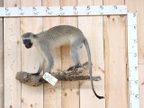 African Vervet Monkey Full Body Taxidermy Mount