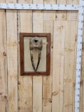 Ancient Alaskan Walrus Skull From Thi Dick Idol Museum