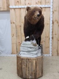 Big Russian Brown Bear Full Body Taxidermy Mount