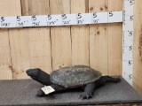 Snapping Turtle Full Body Taxidermy Mount