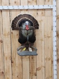 Rio Grande Turkey Full Body Bird Taxidermy