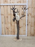 African Springbok Triple Pedestal Taxidermy Mount