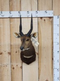 African Bush Buck Shoulder Mount Taxidermy