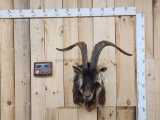 Ibex Cross Ram Shoulder Mount Taxidermy