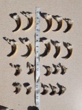 Big Set Of Alaskan Grizzly Bear Claws Taxidermy