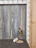 Green Pidgeon Full Body Bird Taxidermy