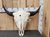 Big American Bison Buffalo Skull Taxidermy