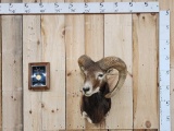 Mouflon Ram Sheep Shoulder Mount Taxidermy