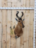 African Hartebeest Shoulder Mount Taxidermy