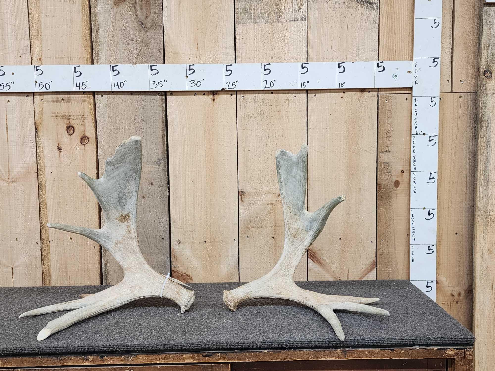 Matched Set Of Self Standing Moose Shed Antlers | Proxibid