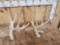 2 Single Whitetail Shed Antlers