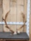 Red Stag Antlers On Skull Plate