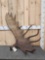 Big 21.4 Lbs Alaskan Moose Shed Antler