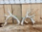 Set Of Big Gnarly Nontypical Whitetail Shed Antlers