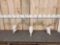 3 Sets Of Whitetail Antlers On Skulls