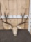 4x4 Mule Deer Antlers On Skull Plate