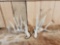 Set Of Nontypical Whitetail Shed Antlers