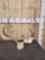 3x5 Mule Deer Antlers On Skull Plate