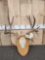 6x5 Mule Deer Antlers On Plaque