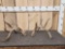5x5 Whitetail Shed Antlers Double Droptine