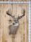 6x6 Whitetail Shoulder Mount Taxidermy