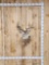 5x5 Whitetail Shoulder Mount Taxidermy